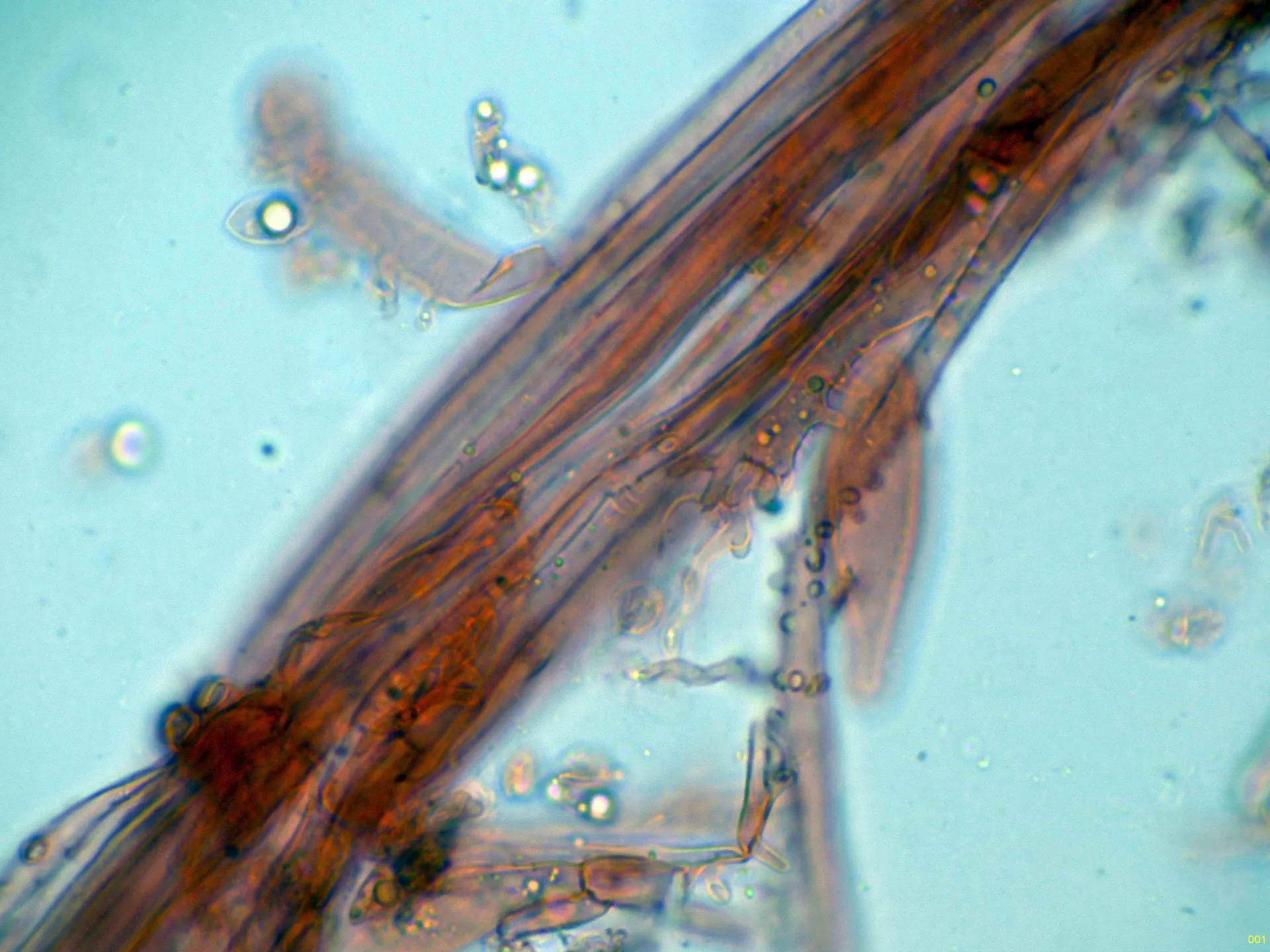 Microscopía de Mycena galopus - 10 - Hifas estipitipellis-001